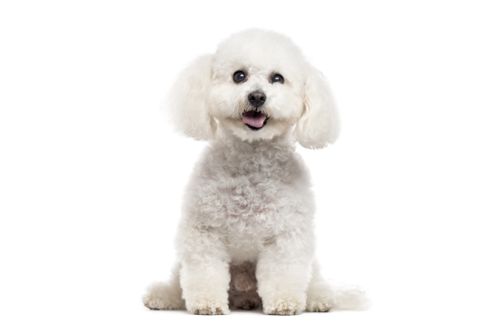 Bichon Frise smiling